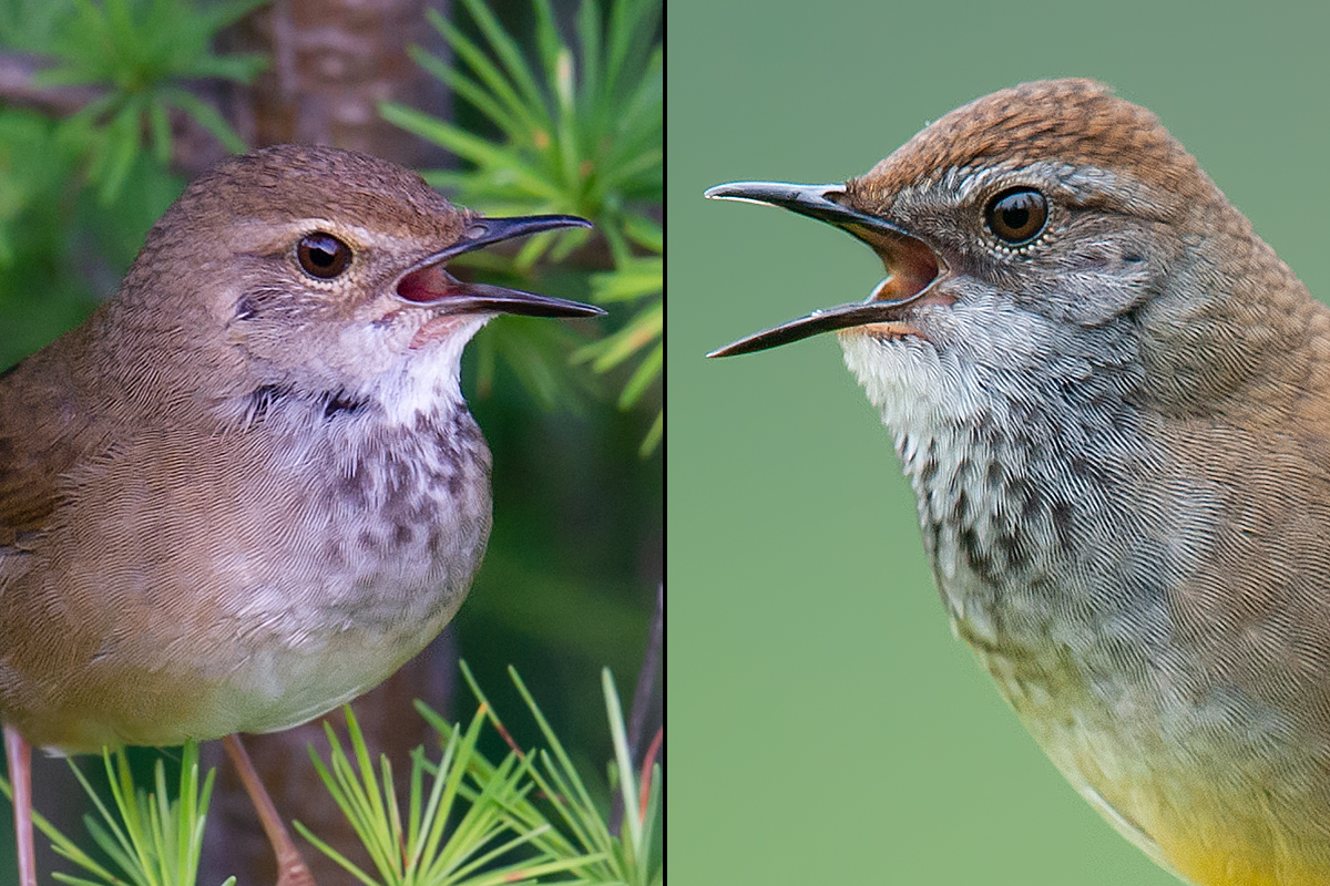 Brown-flanked Bush Warbler, Animal Database