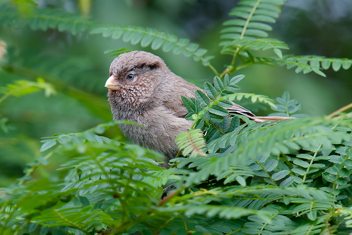 Brown Parrotbill