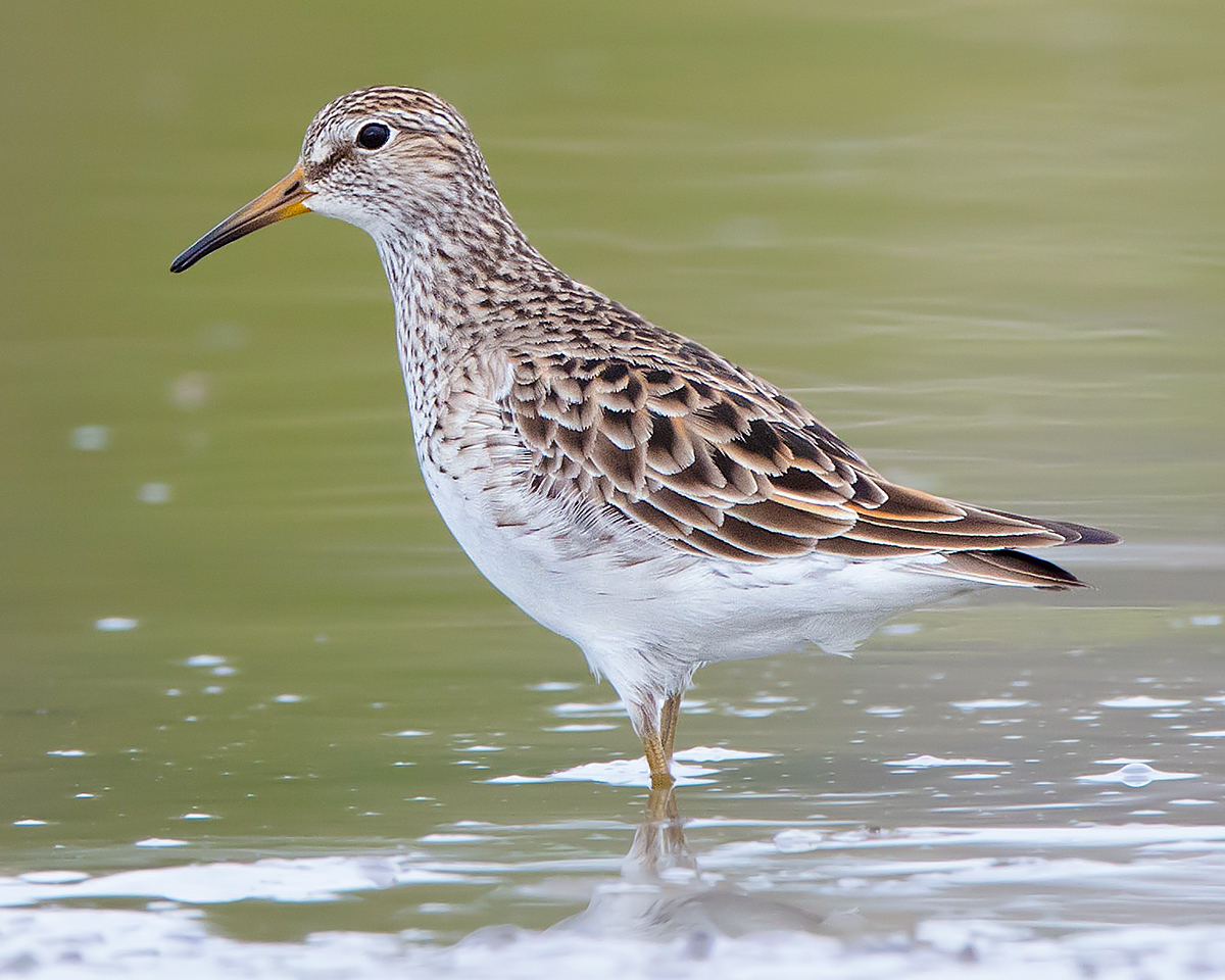 Pectoral Sandpiper