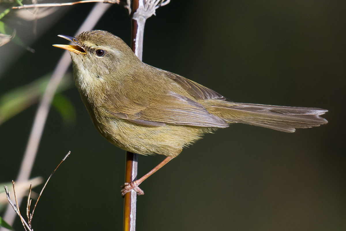 Aberrant Bush Warbler