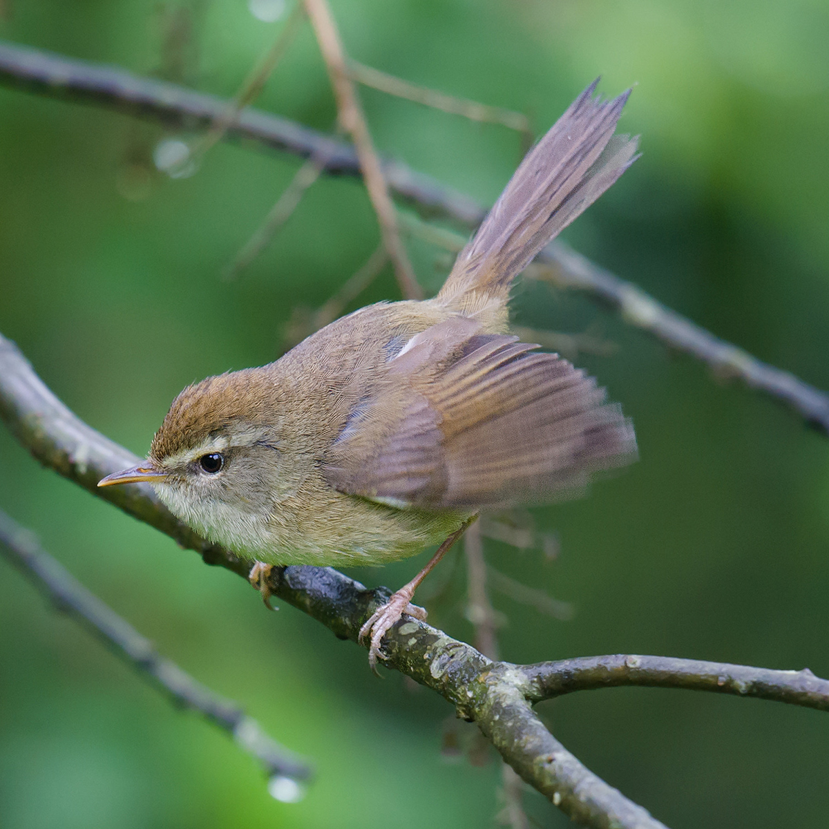 Aberrant Bush Warbler