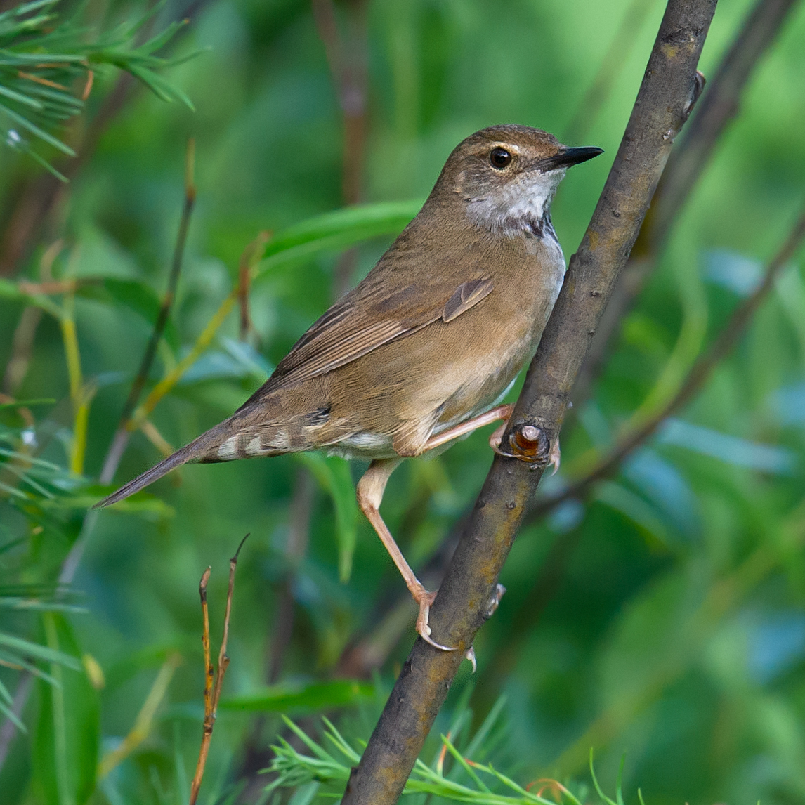 Baikal Bush Warbler