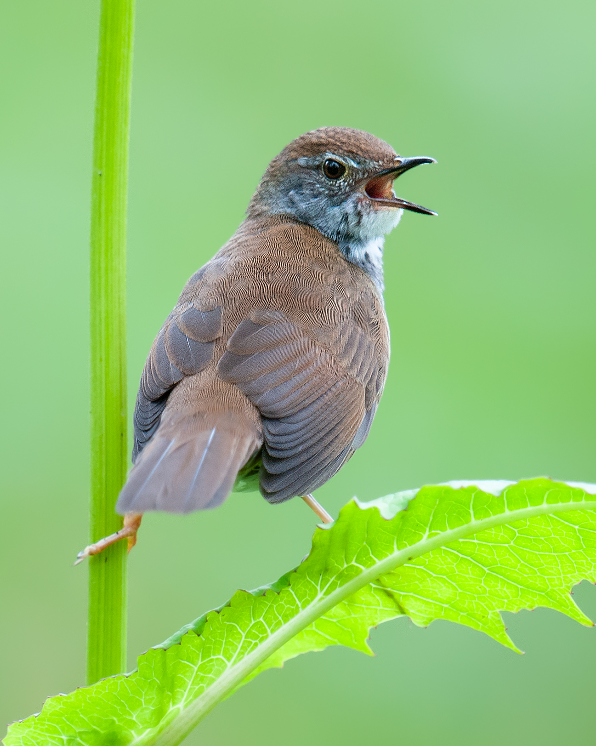 Spotted Bush Warbler