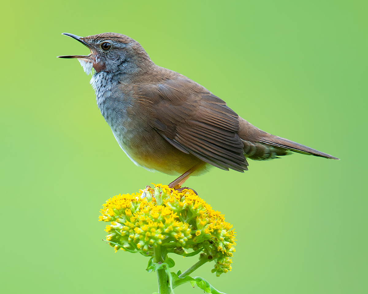 Spotted Bush Warbler