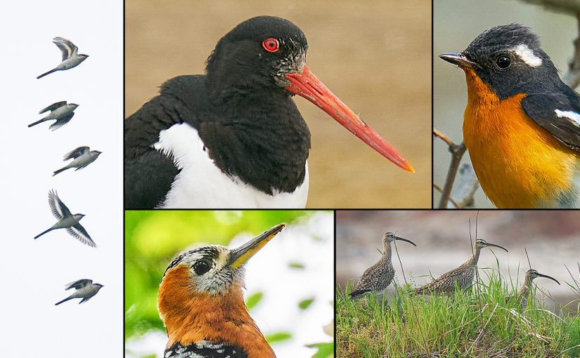 Birding the Jiangsu Coast in May