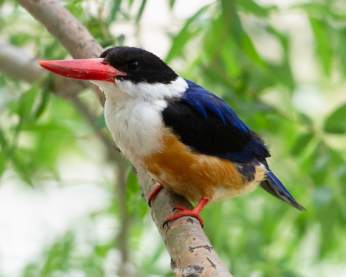 Black-capped Kingfisher