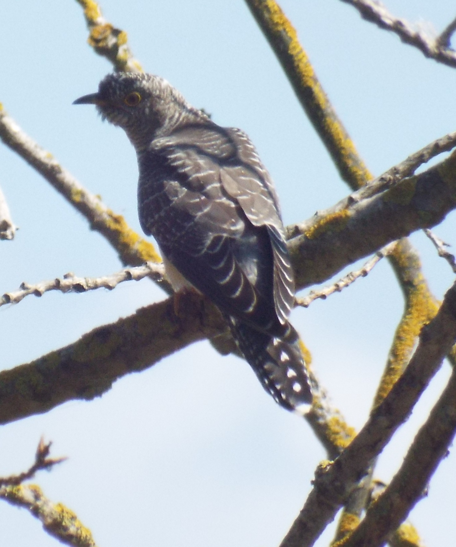 chisnall-cuckoo1