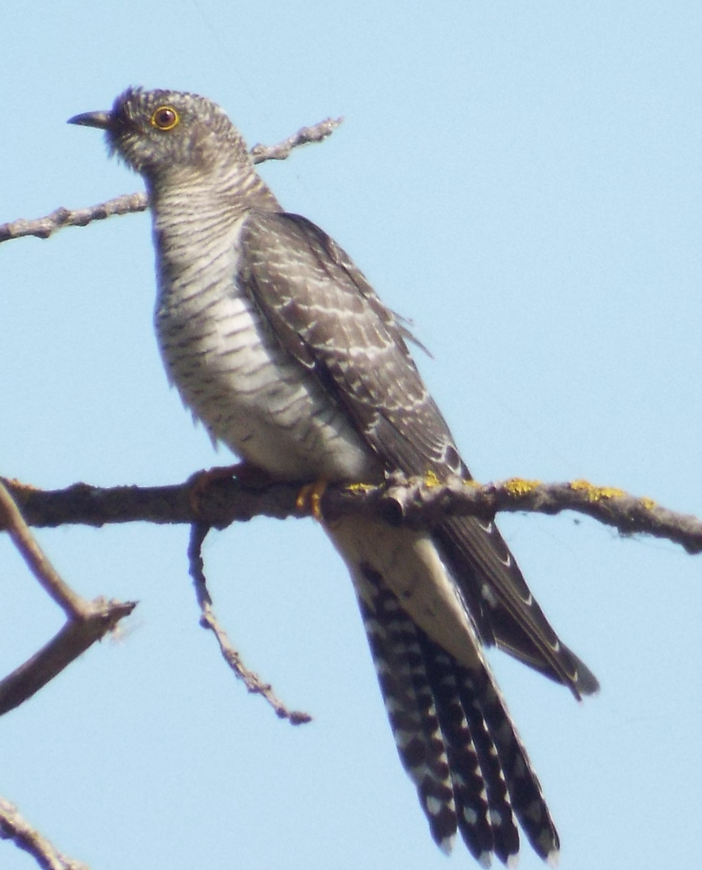 chisnall-cuckoo2