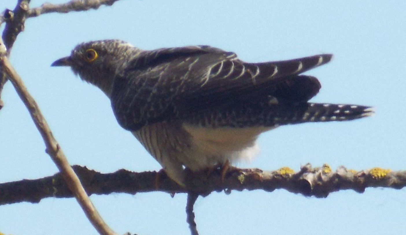 chisnall-cuckoo3