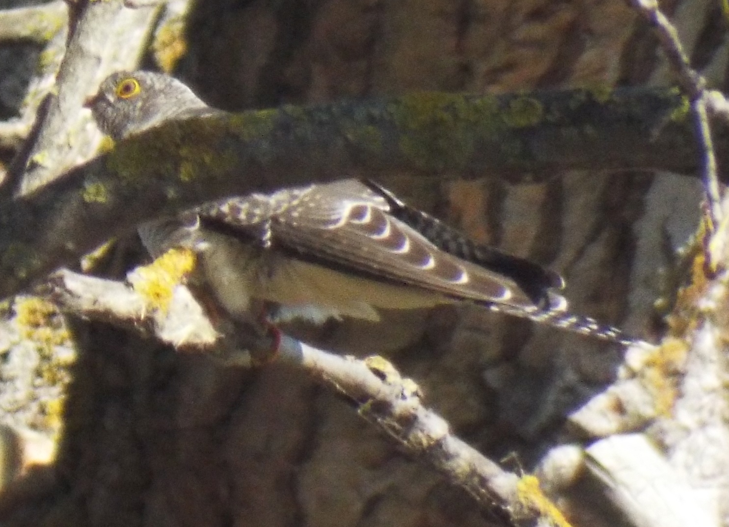 chisnall-cuckoo4