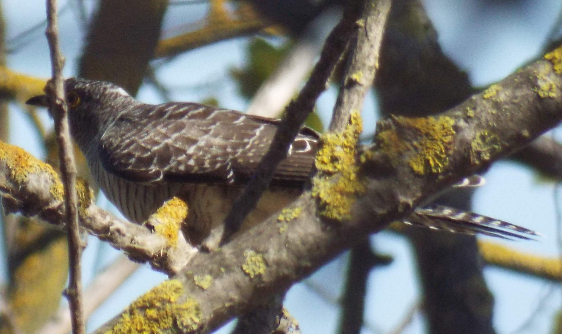 chisnall-cuckoo5