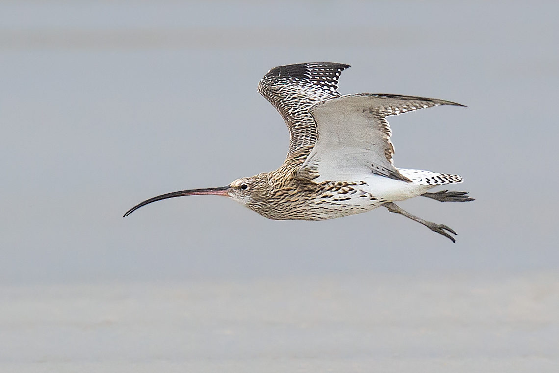 Eurasian Curlew