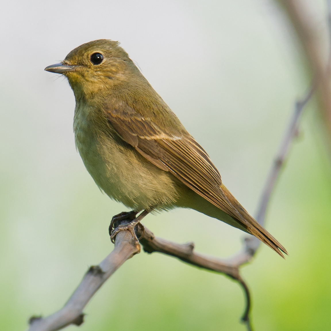 Narcissus Flycatcher