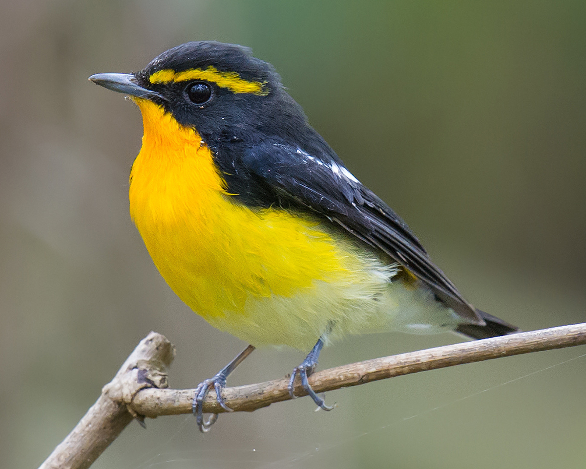 Narcissus Flycatcher