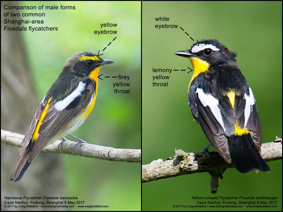 flycatchers