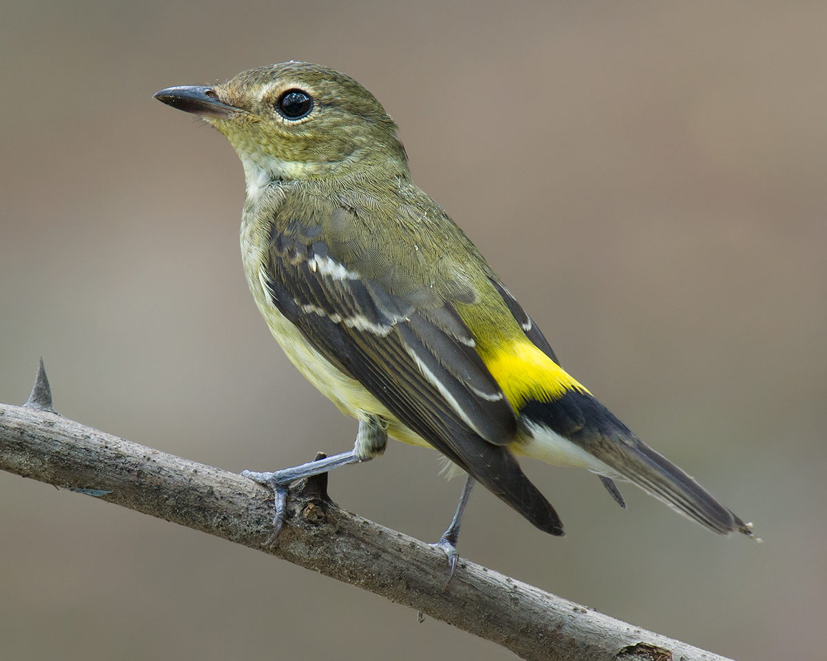 Yellow-rumped Flycatcher