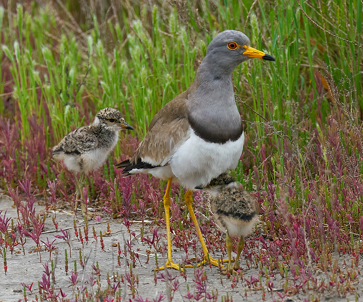 Grey-headed Lapwing