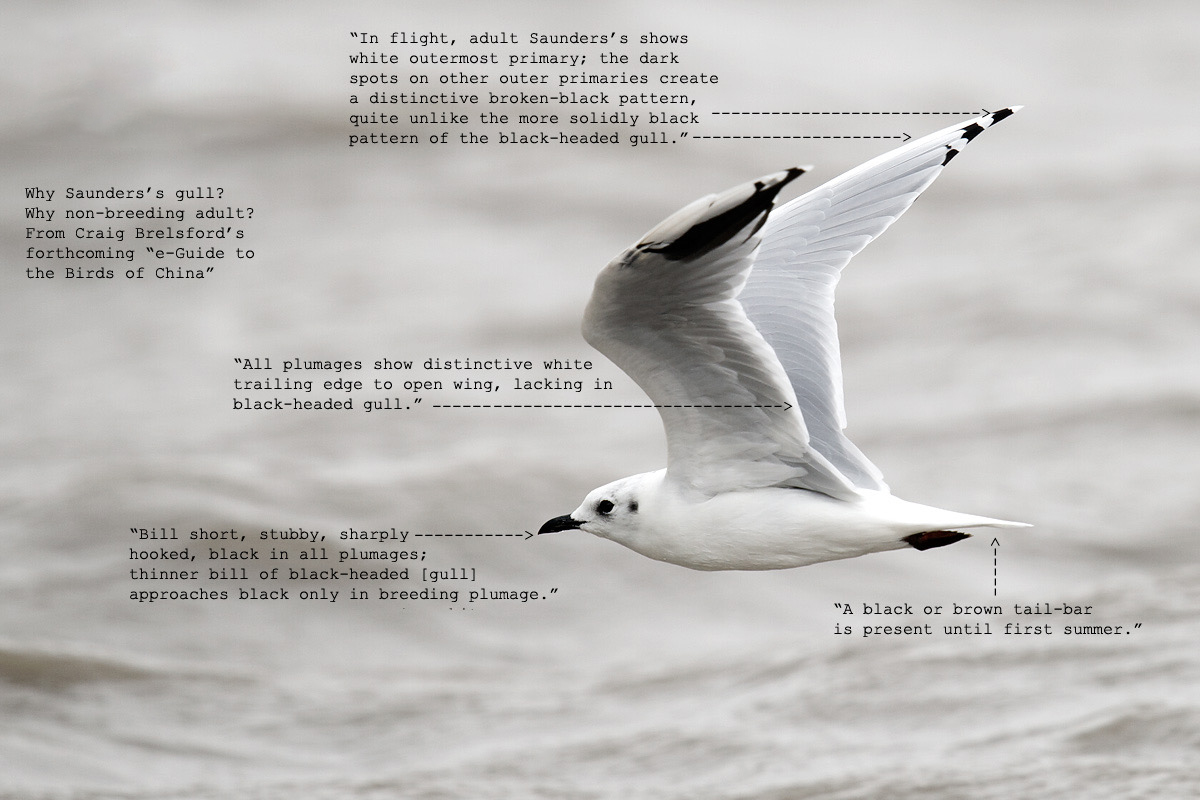 Saunders's Gull