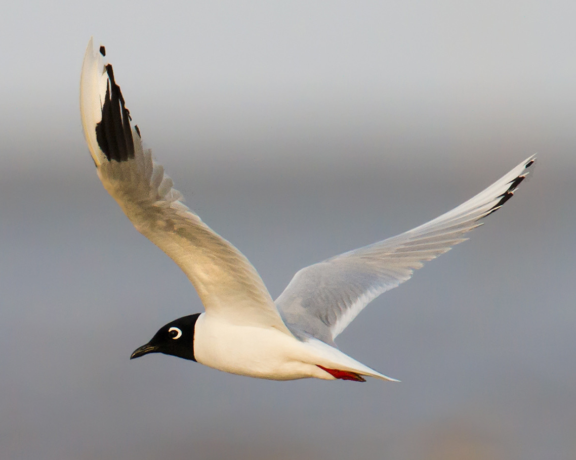 Saunders's Gull