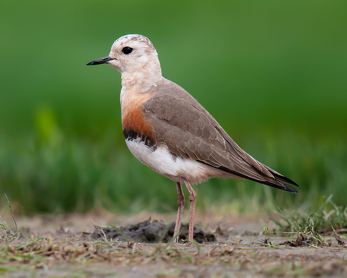 Oriental Plover