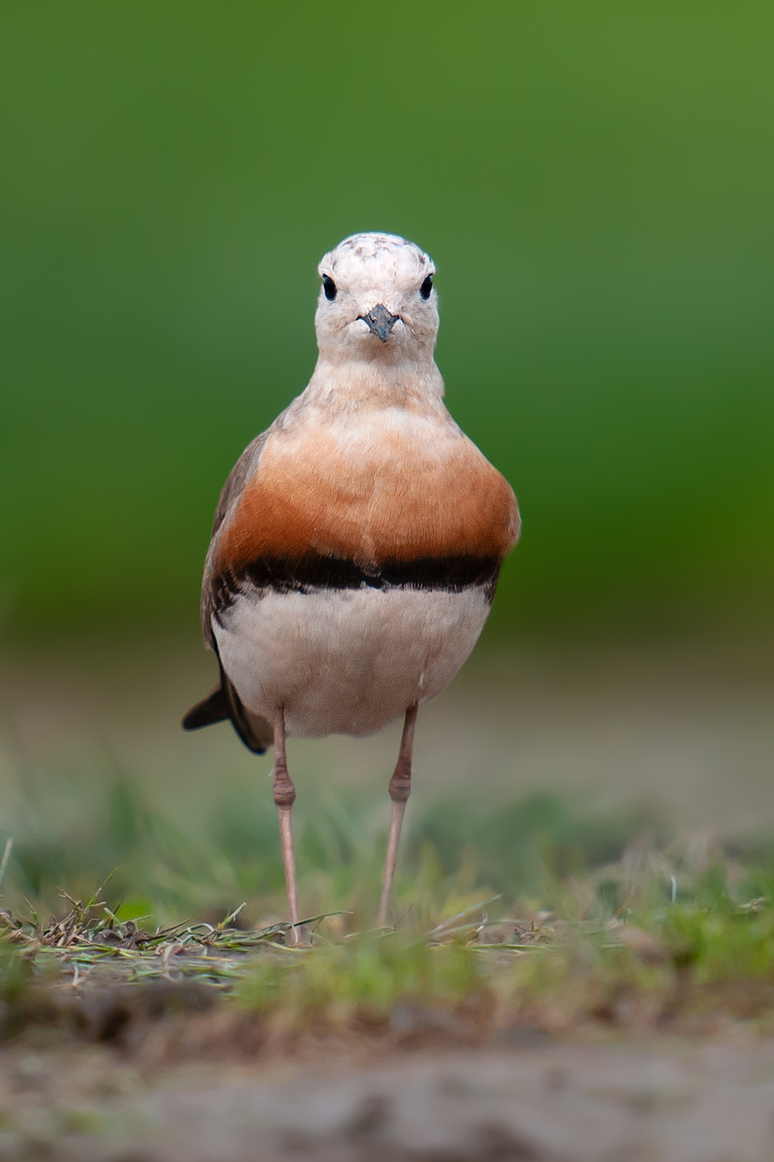 Oriental Plover