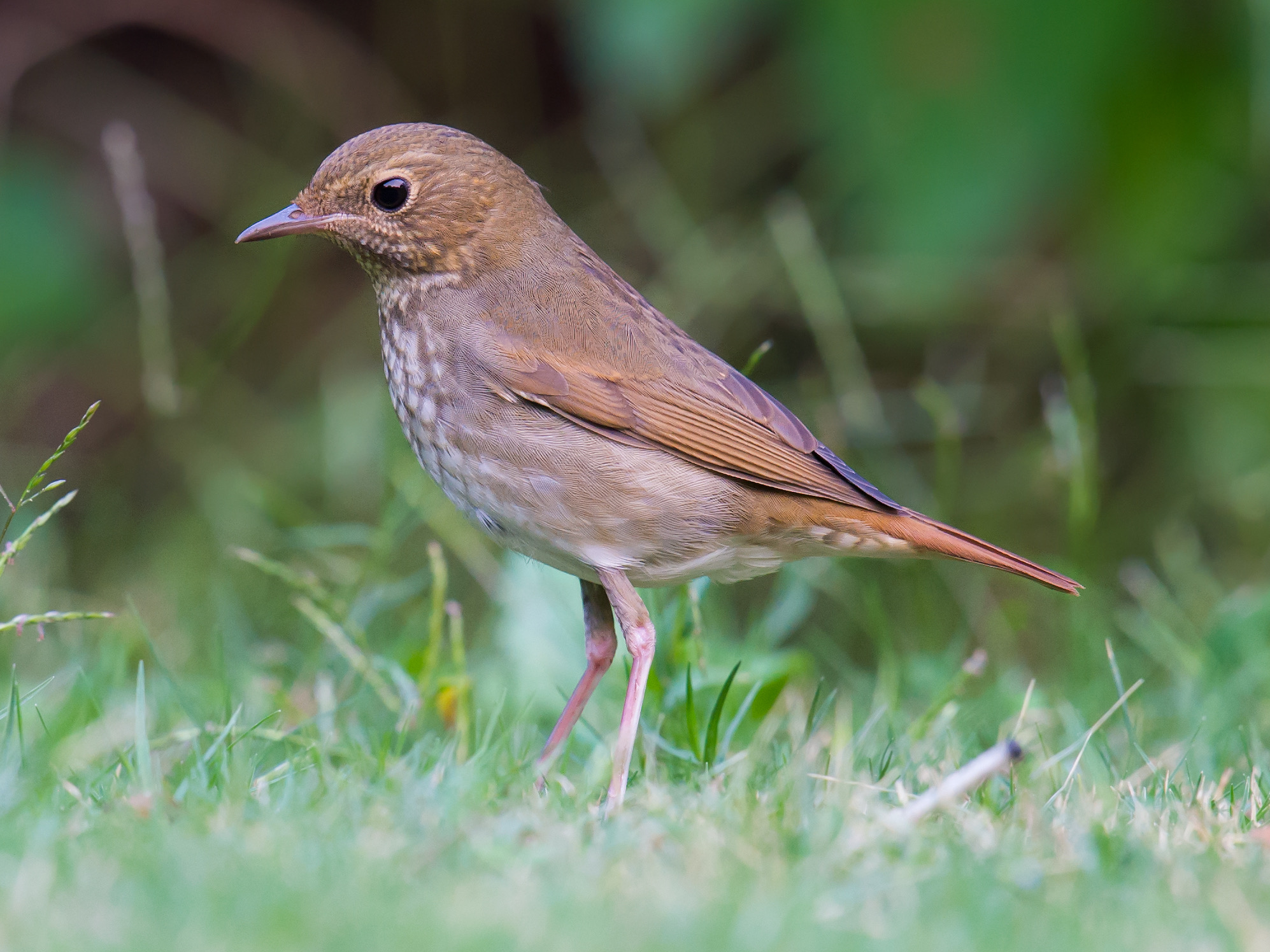 Rufous-tailed Robin