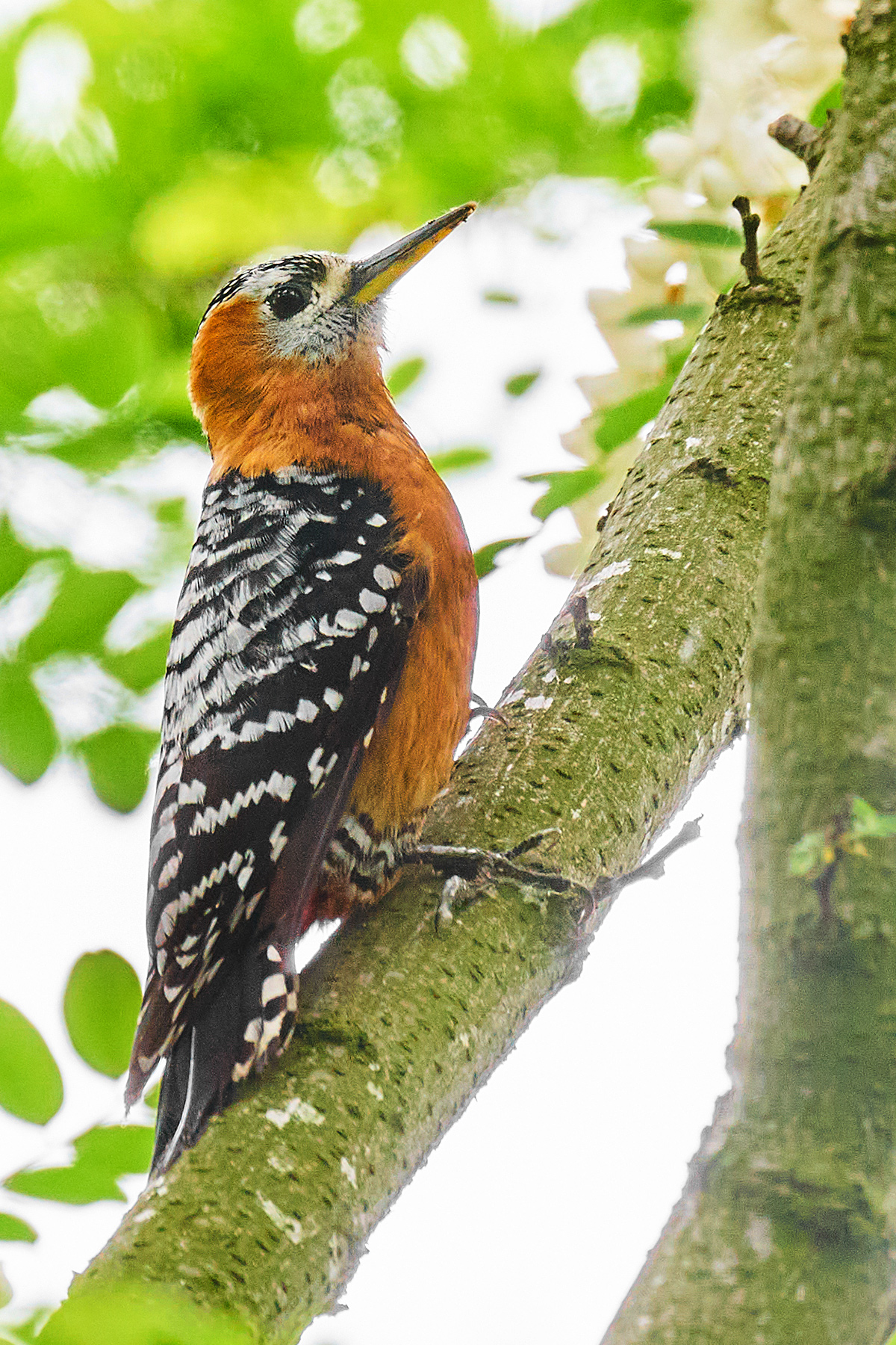 Rufous-bellied Woodpecker