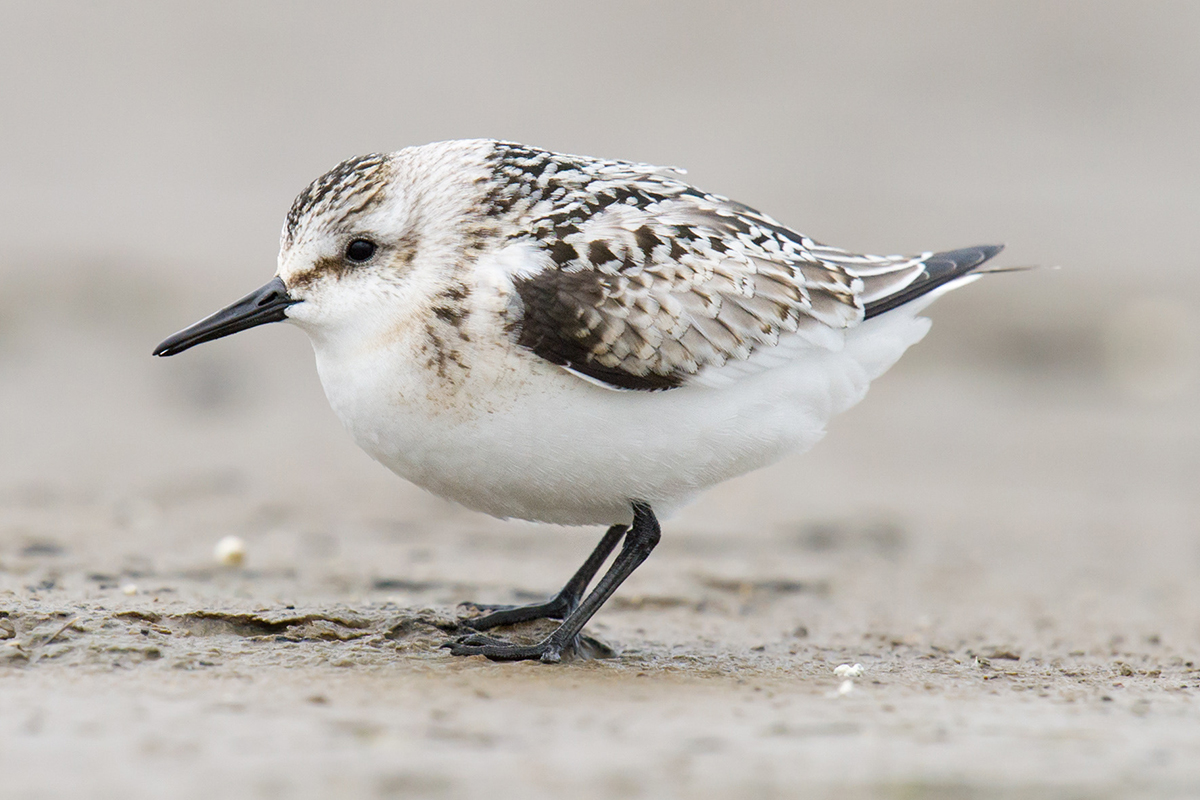 sanderling