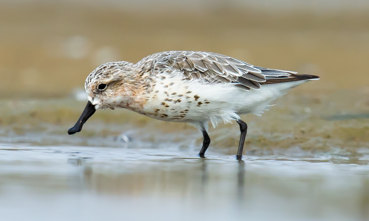 Spoon-billed Sandpiper