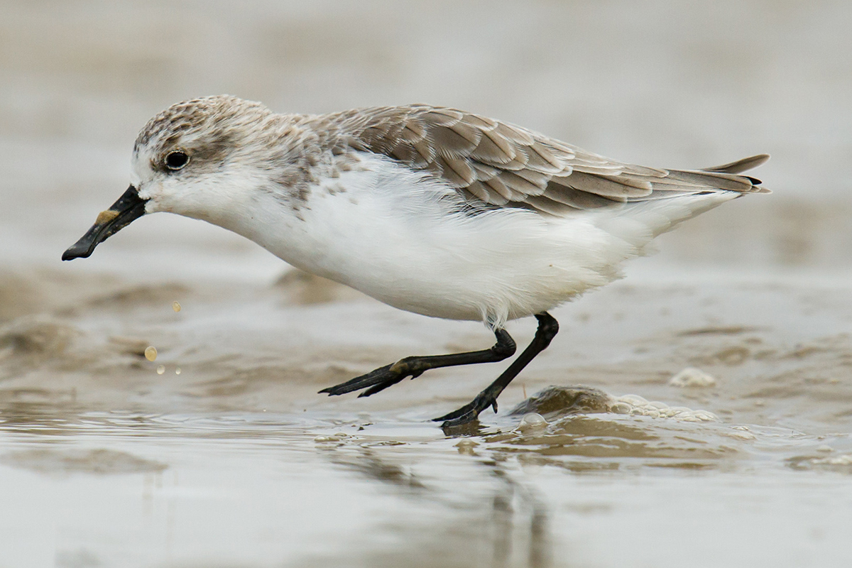 Spoon-billed Sandpiper