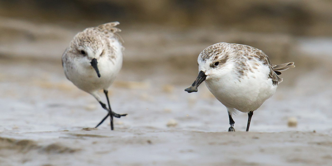 Spoon-billed Sandpiper