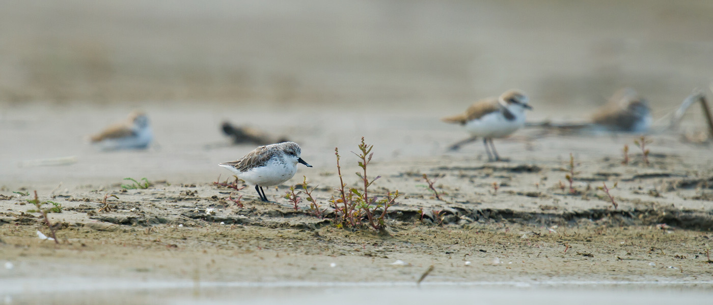 Spoon-billed Sandpiper