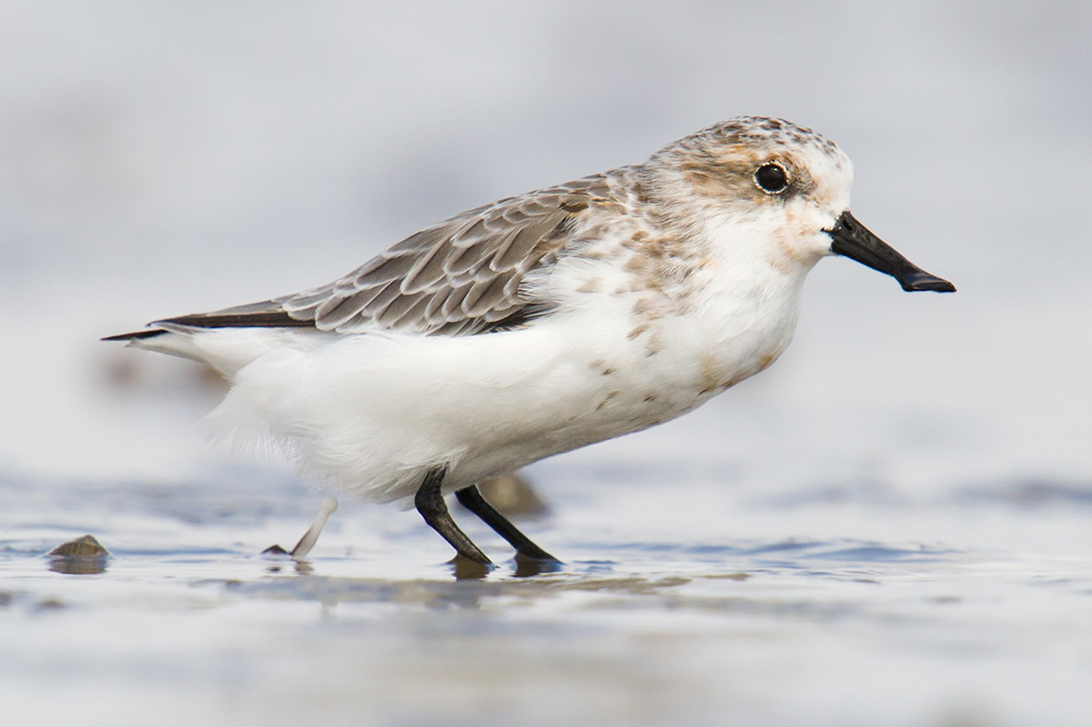 Spoon-billed Sandpiper