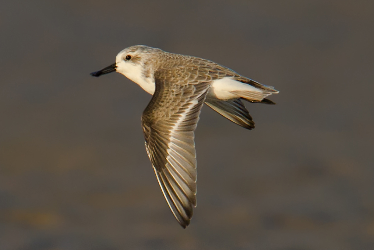 Spoon-billed Sandpiper