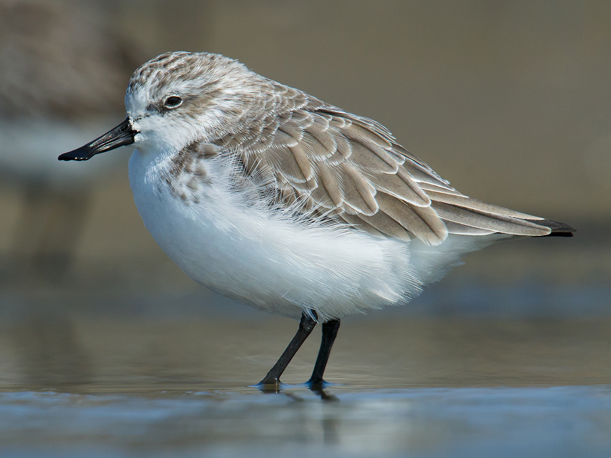 Spoon-billed Sandpiper