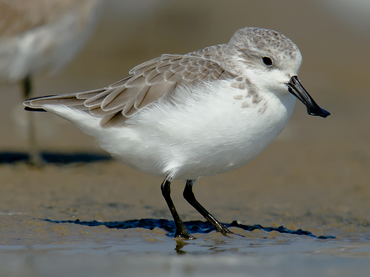 Spoon-billed Sandpiper