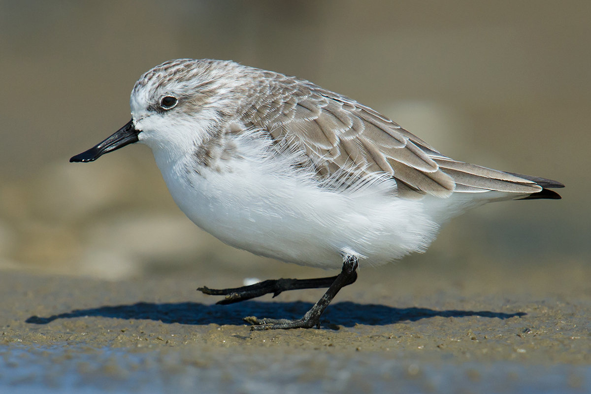 Spoon-billed Sandpiper