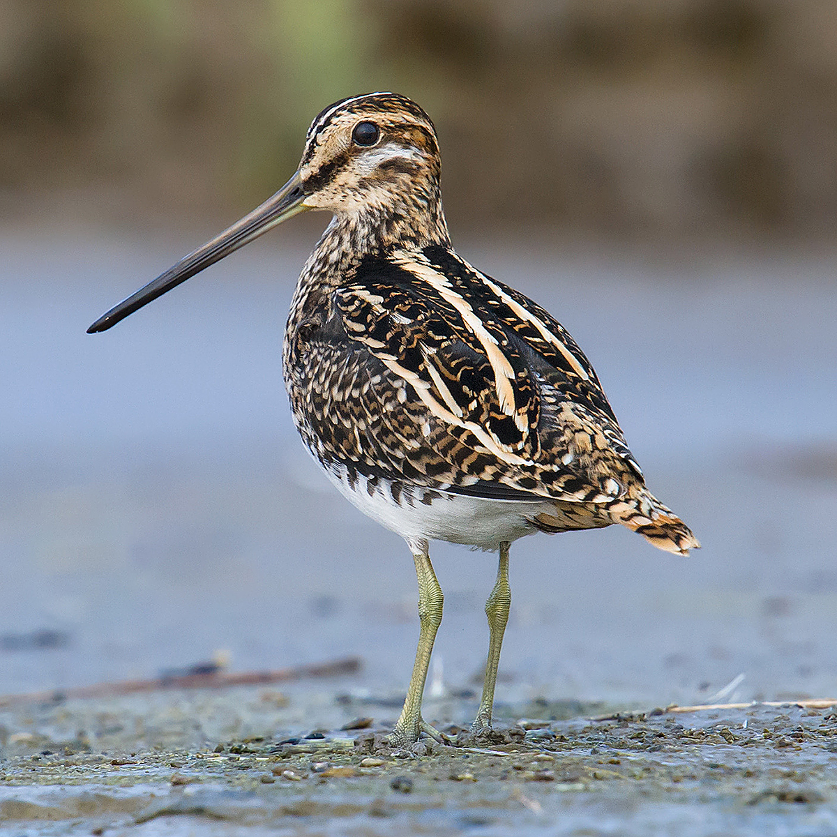 Common Snipe