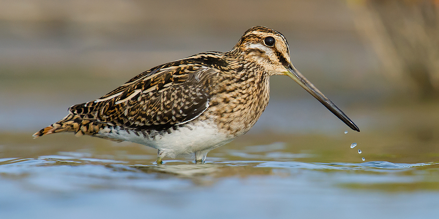 Common Snipe