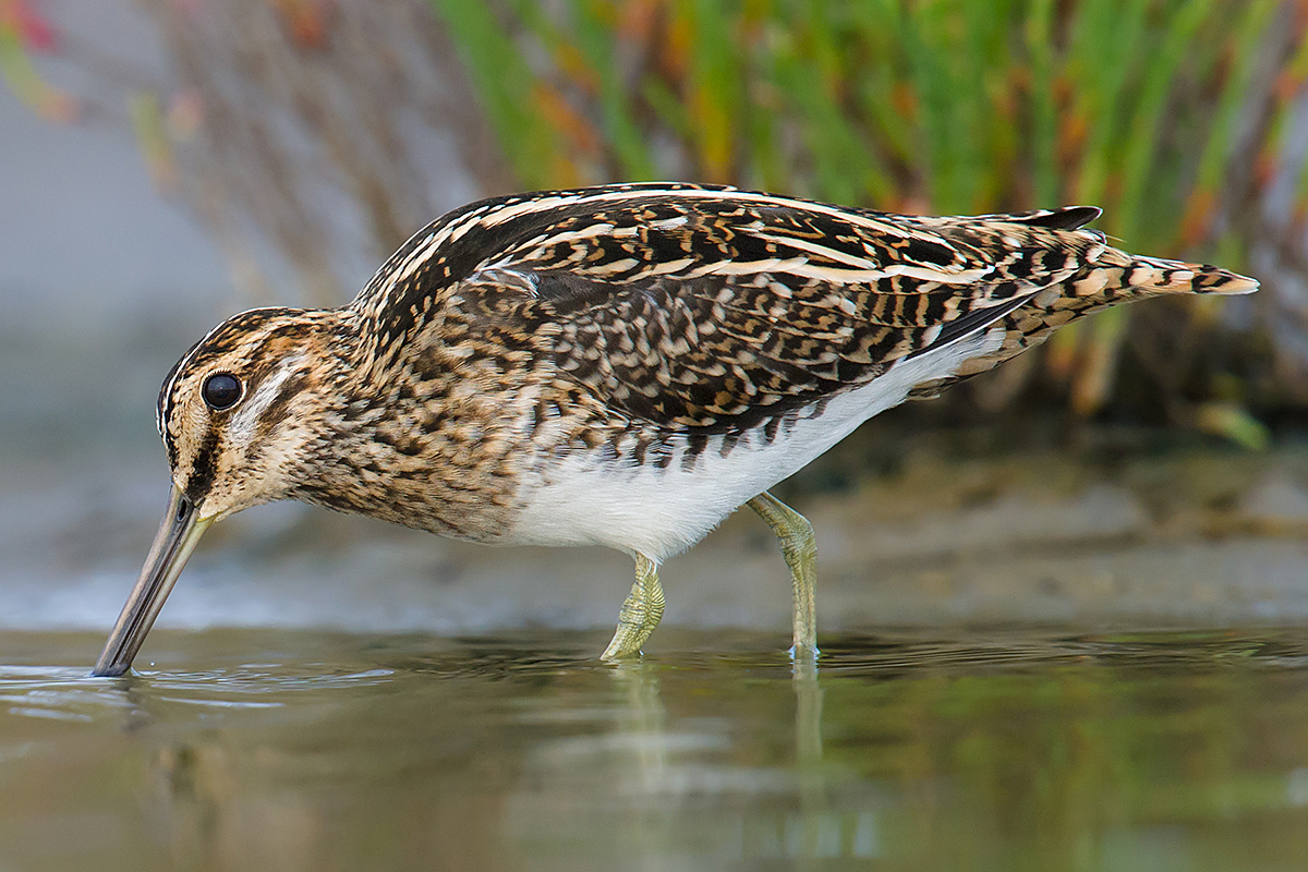 Common Snipe