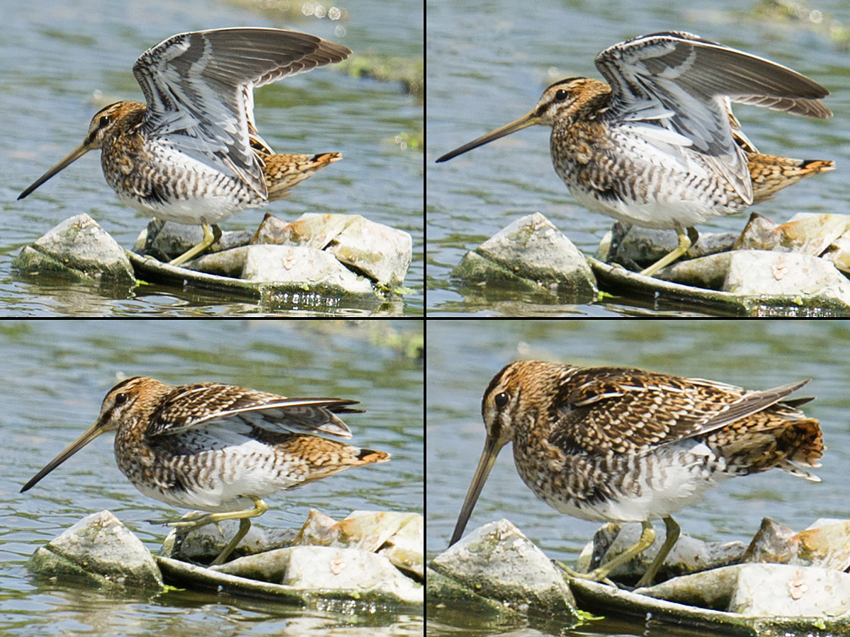 Common Snipe