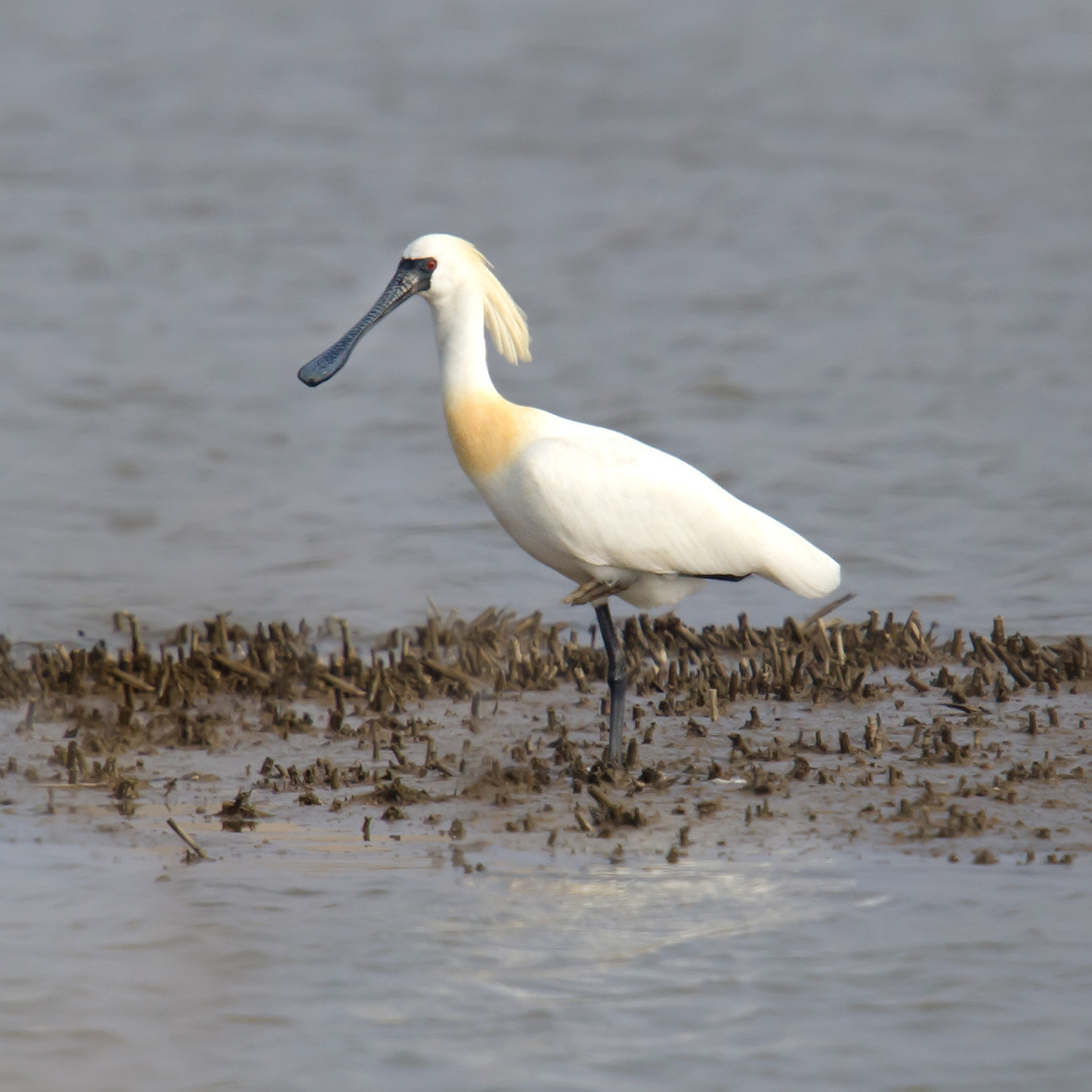 Black-faced Spoonbill