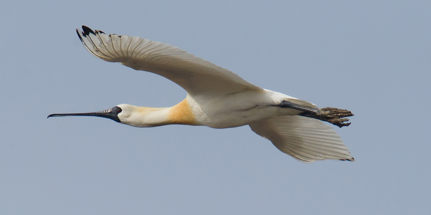 Black-faced Spoonbill