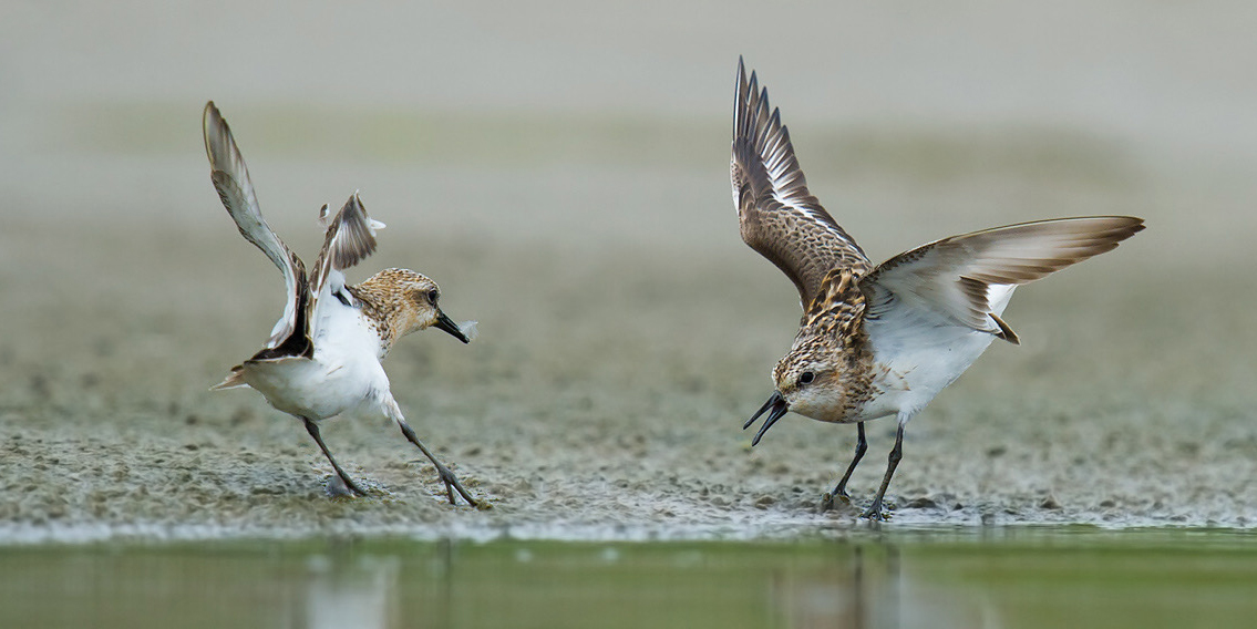 red-necked-stint