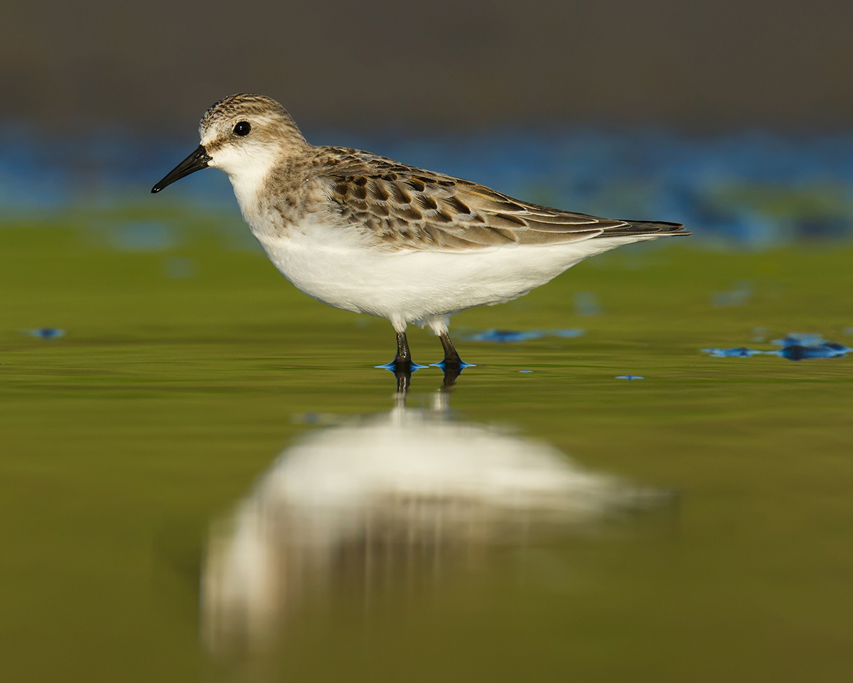 red-necked-stint