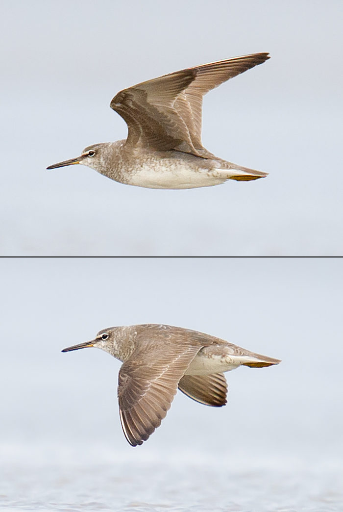 Grey-tailed Tattler