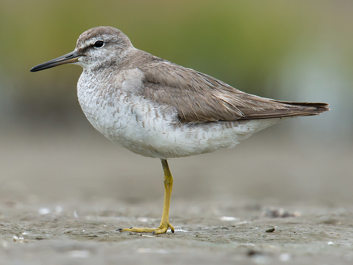 wandering tattler grey tailed