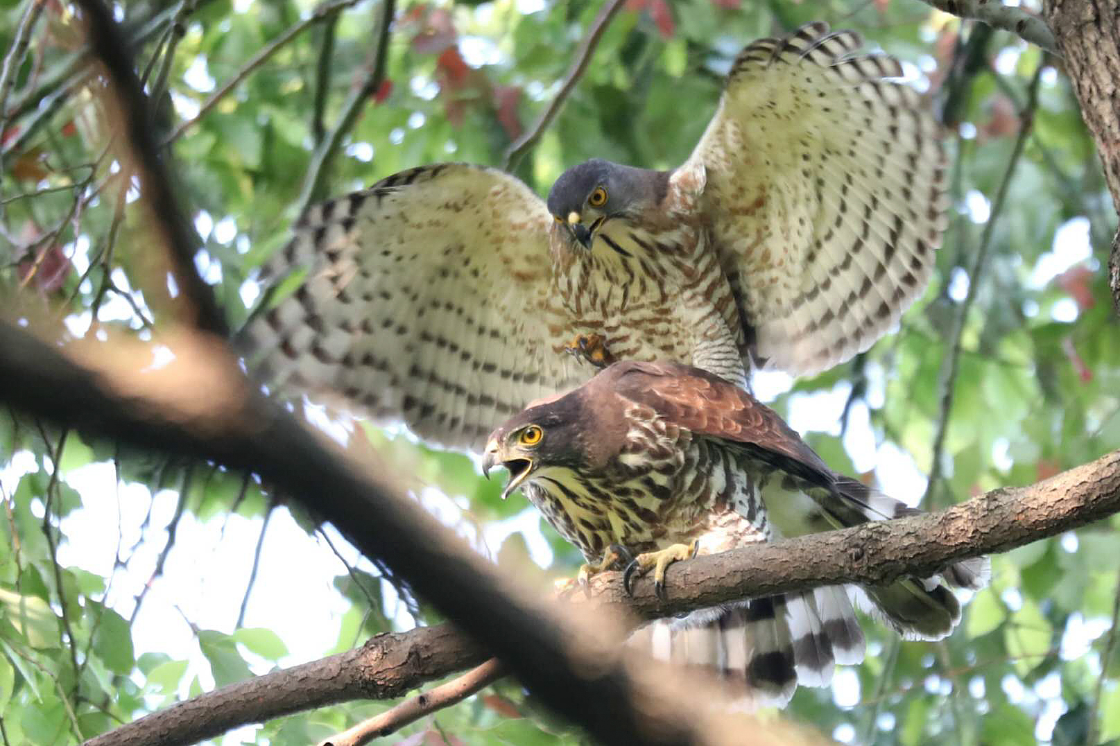 Crested Goshawk Mating