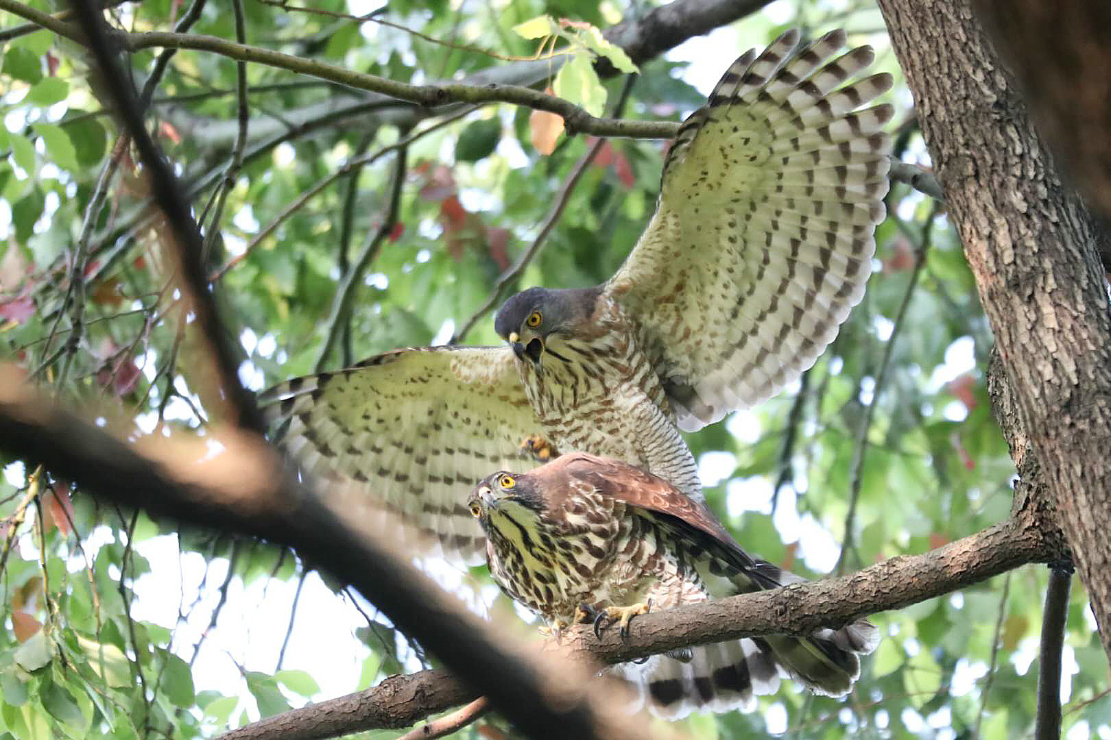 Crested Goshawk Mating