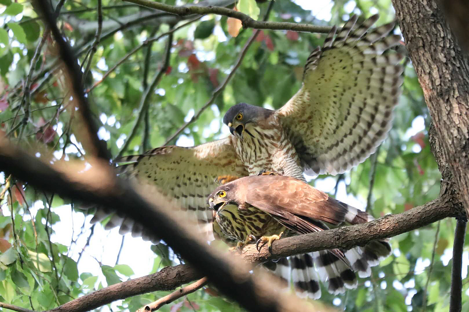 Crested Goshawk Mating